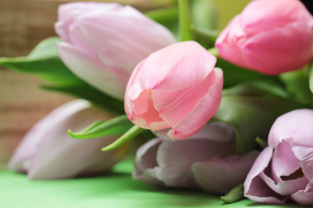 Viele schöne Tulpen in Rosa als Geschenk für den Muttertag passend zur Muttertagskarte. 